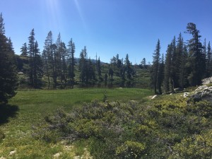 Meadow     