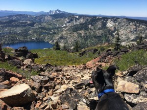 Moose at peak     