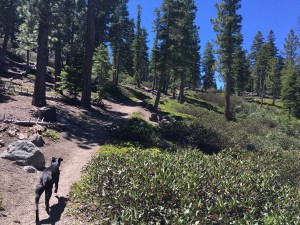 Moose on the trail      