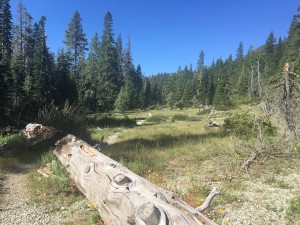 Trail